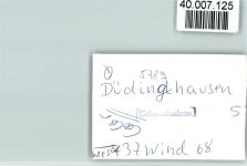 59964 W5789 Düdinghausen FOTO KEINE AK