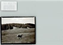 93474 W8491 Eck , Niederbay FOTO KEINE AK Pony beim Gasth. Eck