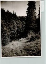 57334 W5928 Hesselbach , Kr Wittgenstein FOTO KEINE AK Gonderbacher-Weiher