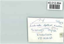 87509 W8970 Trieblings i Allgäu FOTO KEINE AK Kinderheim