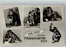 W6000 Frankfurt am Main Frankfurter Zoo Schimpansen Mehrfachaufnahme Zoo
