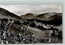 Blühender Enzian im Schwarzwald Foto ca 1960 AK Schwarzwald