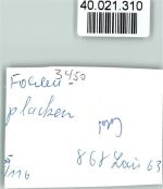 37603 W3450 Fohlenplacken FOTO KEINE AK