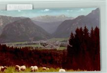 83317 W8221 Hammer FOTO KEINE AK Schafe