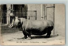 im Zoo in London Nilpferd 1907