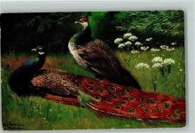 TSN Serie 539 Pfauenpaar - Tiere Schönian, A. Künstlerkarte