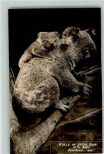 Koala mit Baby Foto AK Australisches Tier