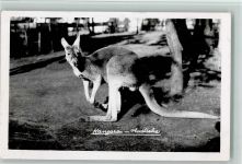 Kängeruh Foto 1958 AK Australisches Tier
