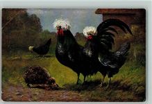 Igel und Geflügel , Hahn und Huhn seltene Rasse Müller, A. (München)