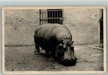 im Zoo - Hippopotamus 1905 AK Nilpferd