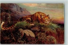 Tucks AK Wild Animals- Tiger - sign Rankin Exotisches Tier