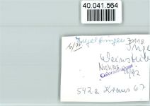 74653 W7118 Ingelfingen FOTO KEINE AK Weinstube Nicklass