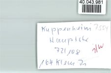 76456 W7554 Kuppenheim FOTO KEINE AK Hauptstraße