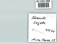 24229 W2307 Strande , Holst FOTO KEINE AK Segler