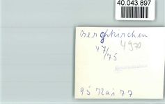 32545 W4970 Bergkirchen , Westf FOTO KEINE AK Kühe beim grasen