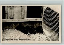 Säntis Farm Schweiz - Silberfuchs ca 1936 Foto AK Fuchs