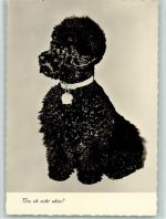 Bin ich nicht schön? Pudel ca 1936 AK Pudel