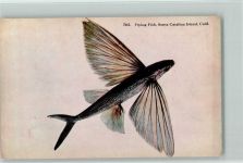 Flying Fish in Catalina Island , Californien Fisch