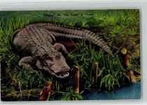 Alligator - An Old Timer in Florida ca 1935 AK Krokodil