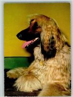 Afghane Windhund ca 1965 AK Windhund