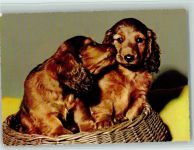 Cocker Spaniel Welpen im Korb ca 1965 AK Spaniel
