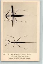 Water Scorpion Insekt