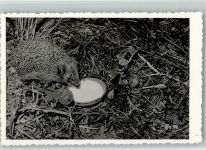 Milchschale mit Igel ca 1955 Foto AK Igel