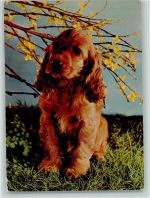 Cockerspaniel ca 1965 AK Spaniel