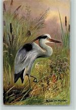 Serie 331 - Reiher - Vögel Müller jun. (München)