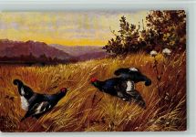 TSN Serie 824 - Auerhähne kämpfen - Jagdtiere Schönian, A.