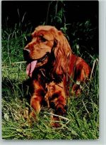 Spaniel ca 1965 AK Spaniel