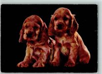 Cockerspaniel Welpen ca 1965 AK Spaniel