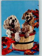 Kleine Spaniel in einem Faß ca 1965 AK Spaniel