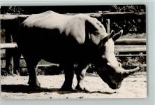 Breitmaulnashorn 1972 Foto AK Zoo