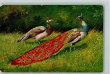 Peluba Serie 263 - Pfau mit Weibchen Schönian, A. Künstlerkarte