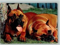 Boxer ca 1965 AK Boxer