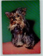 Süsser Yorkshire Terrier ca 1965 AK Yorkshire Terrier