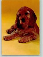 Spaniel Welpen Spaniel