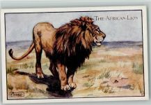 sign E. Hood - The African Lion - Löwe ca 1916 AK Raubkatze Künstlerkarte