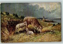 Schaf mit Lämmer ca 1905 AK Müller jun. (München) Künstlerkarte
