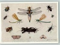 sign Sibylle Merian - versch. Käfer , Bienen , Libellen Insekt Künstlerkarte