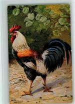 Schöner Hahn - Geflügel ca 1918 AK Schönian, A.