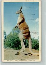 Kängeruh 1960 AK Australisches Tier