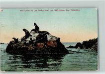 Sea Lions on the Rocks , San Francisco 1919 AK Robbe