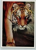 Tiger Raubkatze