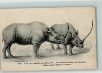 Nr. 246 Paris - Jardin des Plantes - Rhinoceros Dinosaurier