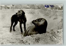 Seehund und ein Hund ca 1960 Foto AK Robbe