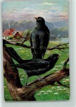 TSN Serie 583 - Kolkraben - Vögel Schönian, A.