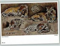 sign Hans Molfenter, Panther , Reihe 329 Ackermann Verlag Raubkatze