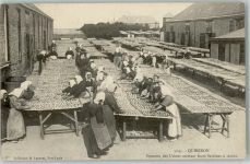 56170 Quiberon 1908 - Femmes des Usines mettant leurs Sardines a seicher - Beruf Fabrik
